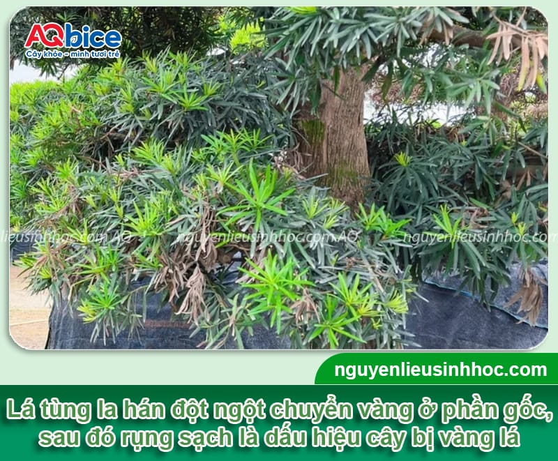Cách phòng trừ các bệnh thường gặp ở cây tùng la hán