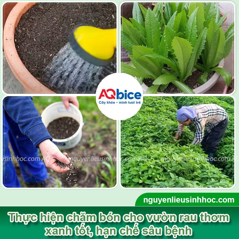 Cách trồng rau thơm bằng cành tại nhà thu hái quanh năm 3 Cách trồng rau thơm bằng cành tại nhà thu hái quanh năm