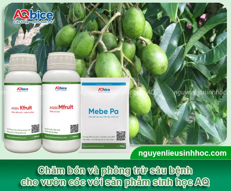 Hướng dẫn cách chiết cây cóc đúng kỹ thuật, đơn giản tại nhà