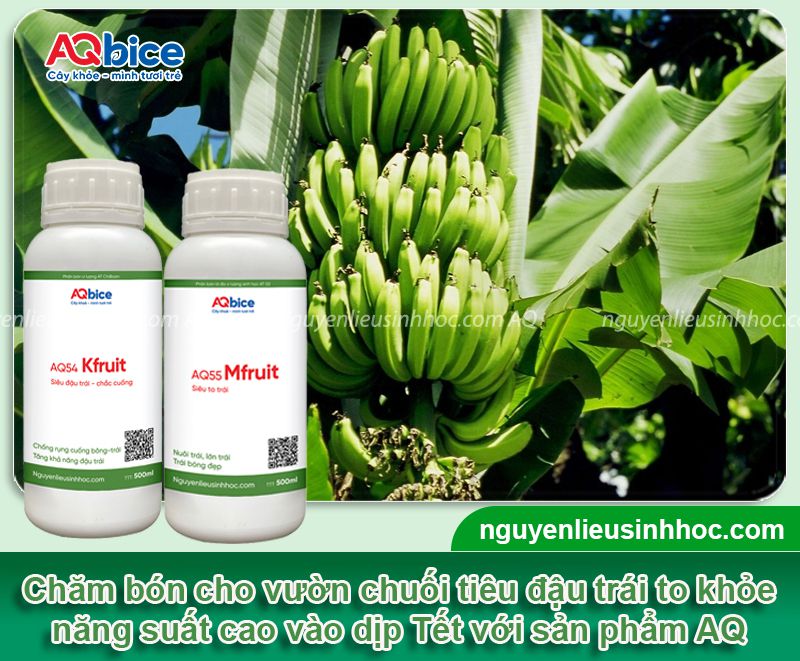 Cách trồng chuối tiêu thu hoạch vào Tết năng suất cao