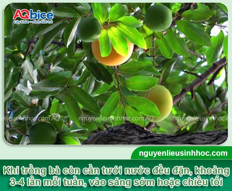 Trồng cây thị trước nhà có ý nghĩa gì? Cách chăm sóc 3 Trồng cây thị trước nhà có ý nghĩa gì? Cách chăm sóc