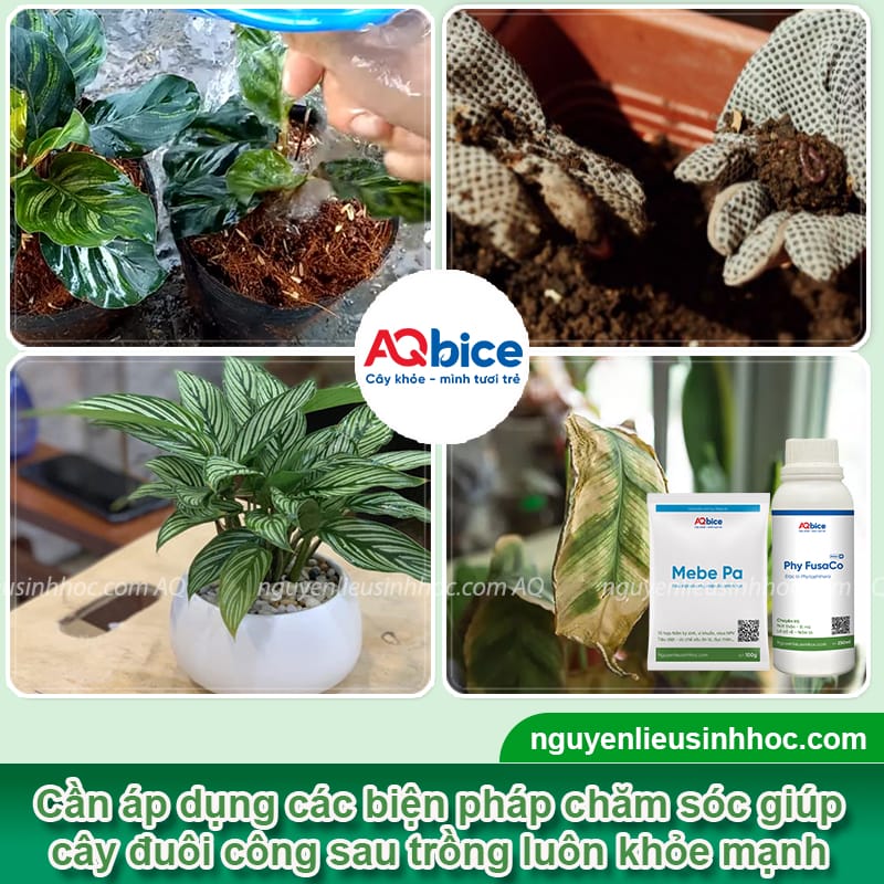 Hướng dẫn cách trồng cây đuôi công đơn giản tại nhà 6 Hướng dẫn cách trồng cây đuôi công đơn giản tại nhà