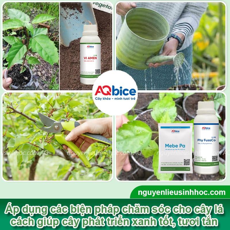 Cách trồng cây lá cách thu hoạch lá sạch, thơm ngon mỗi ngày