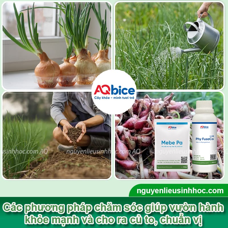 Cách trồng củ hành tím đơn giản củ ra to, nhanh thu hoạch 6 Cách trồng củ hành tím đơn giản giúp củ to, mùi vị đạt chuẩn