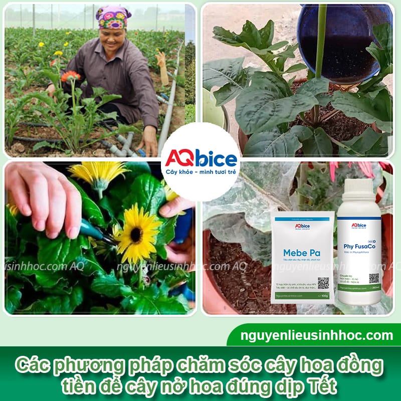 Cách trồng hoa đồng tiền nở đúng Tết rực rỡ, tươi tắn