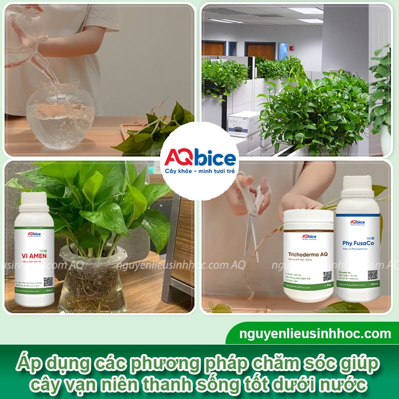 Cách trồng vạn niên thanh bằng nước lá xanh bóng, rễ khỏe 6 Cách trồng vạn niên thanh bằng nước lá xanh bóng, rễ khỏe