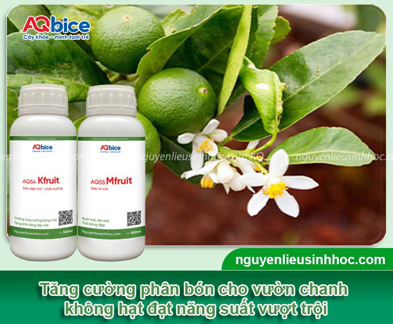 Kỹ thuật trồng chanh không hạt, trái ra to, ít sâu bệnh 3 Kỹ thuật trồng chanh không hạt năng suất cao, ít sâu bệnh
