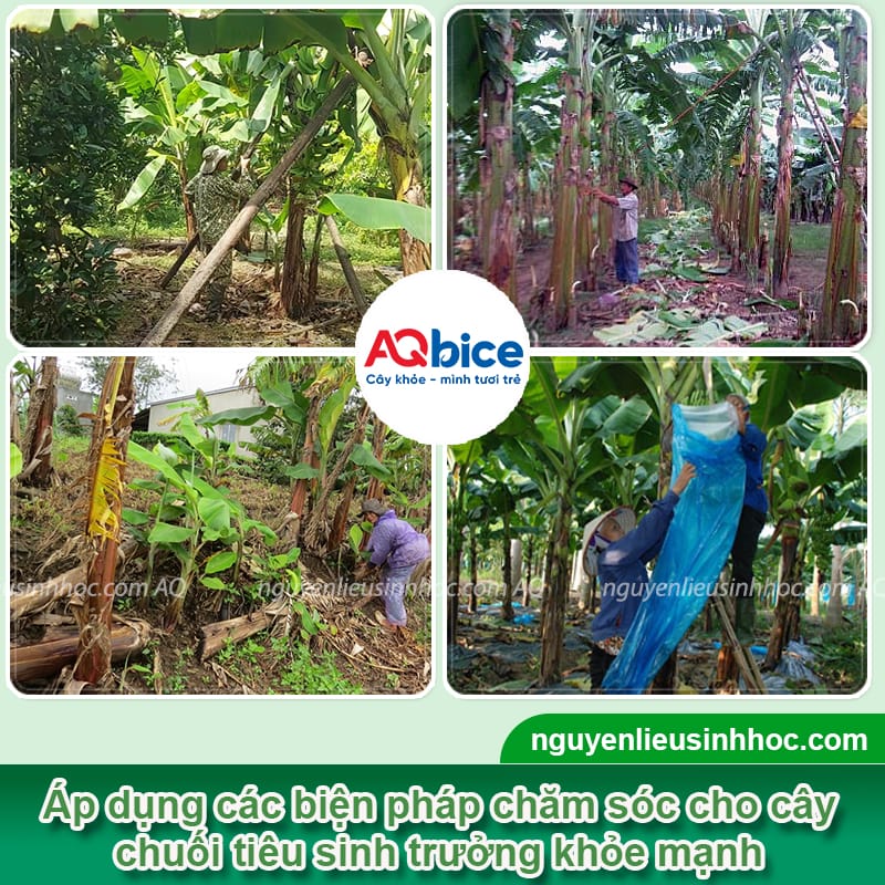 Kỹ thuật trồng chuối tiêu xanh tốt, buồng đẹp, trái lớn đều