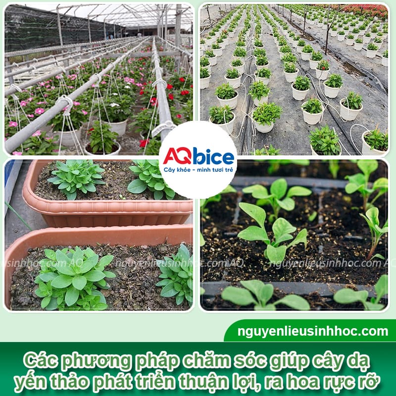 Cách trồng hoa dạ yến thảo chơi Tết đẹp, bền màu, lâu tàn 6 Cách trồng hoa dạ yến thảo chơi Tết cho hoa lâu tàn, bền màu
