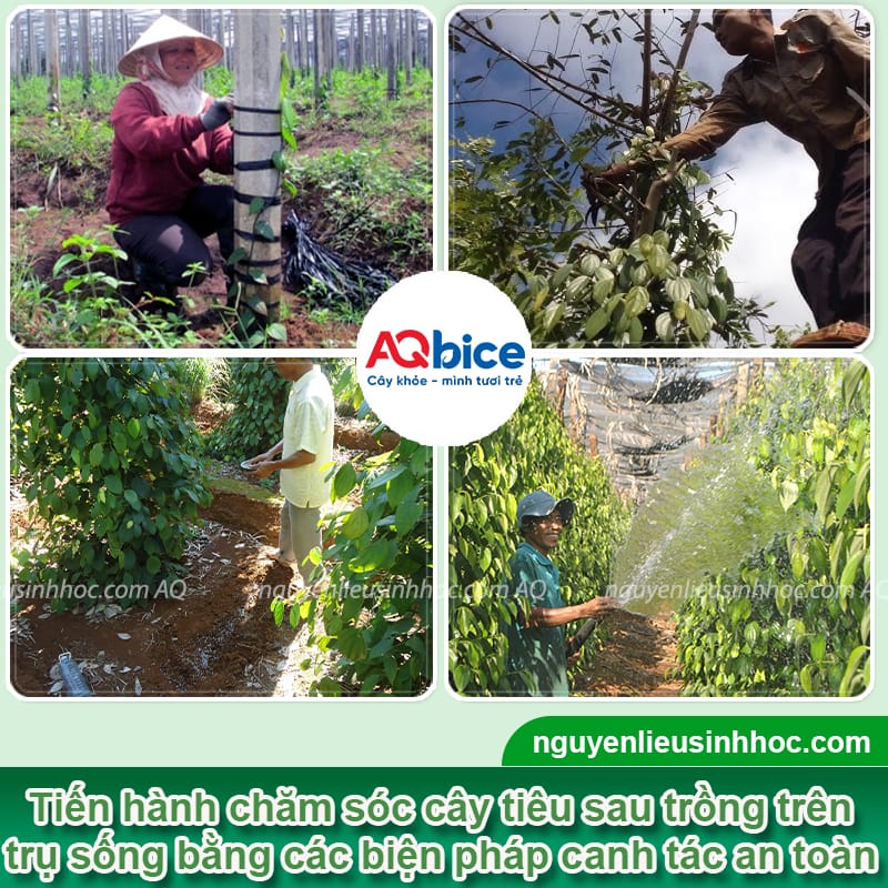 Hướng dẫn kỹ thuật trồng tiêu trên trụ sống cho nhà vườn 5 Hướng dẫn kỹ thuật trồng tiêu trên trụ sống cho nhà vườn