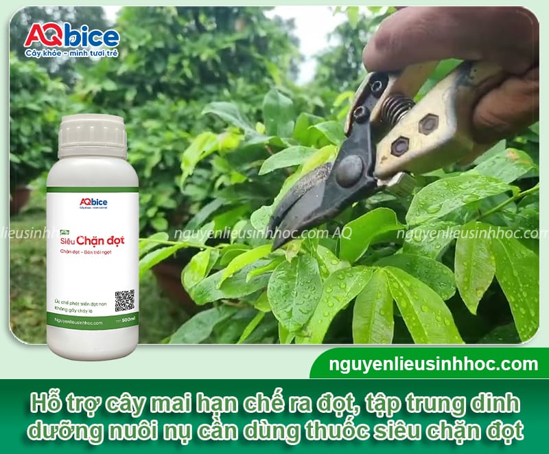 Hướng dẫn chặn đọt mai vàng đúng cách, hoa nở đúng dịp Tết 4 Hướng dẫn chặn đọt mai vàng đúng cách, hoa nở đúng dịp Tết