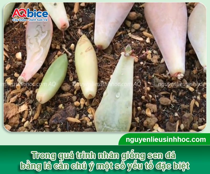 Hướng dẫn trồng sen đá bằng lá đơn giản tại nhà
