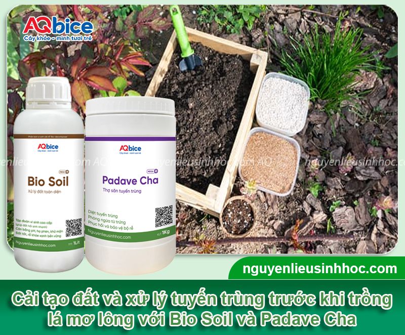 Cách trồng cây lá mơ tại nhà đơn giản, thu hoạch quanh năm 2 Cách trồng cây lá mơ tại nhà đơn giản, thu hoạch quanh năm