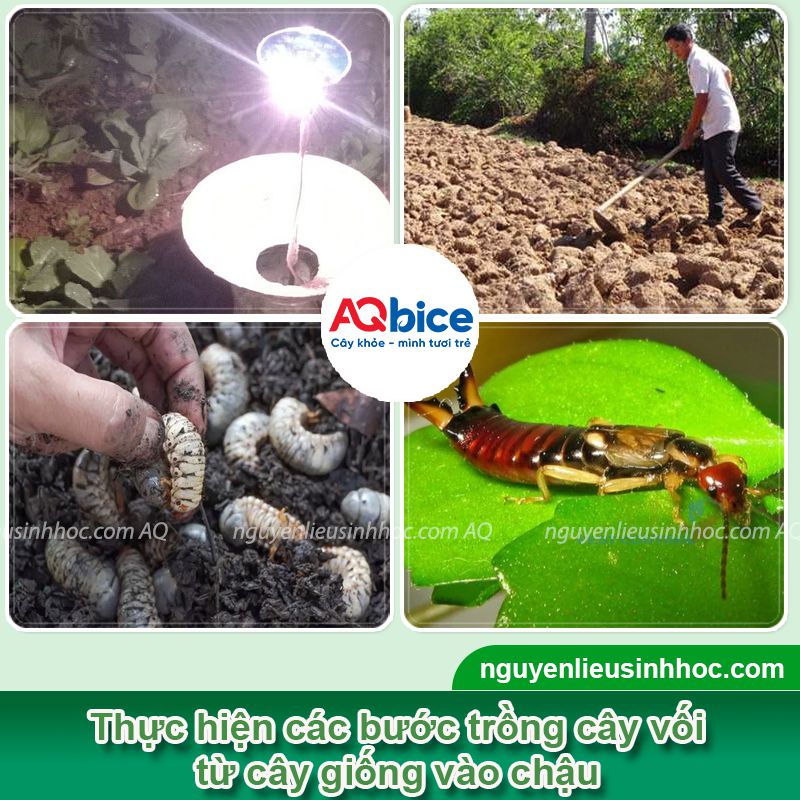 Xử lý bọ cánh cứng ăn lá cây dứt điểm, an toàn cho vườn 3 Giải pháp phòng trị bọ cánh cứng ăn lá cây hiệu quả, an toàn