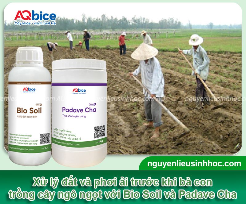 Kỹ thuật trồng ngô ngọt hiệu quả, năng suất cao, ít sâu bệnh 2 Hướng dẫn kỹ thuật trồng ngô ngọt năng suất cao, ít sâu bệnh