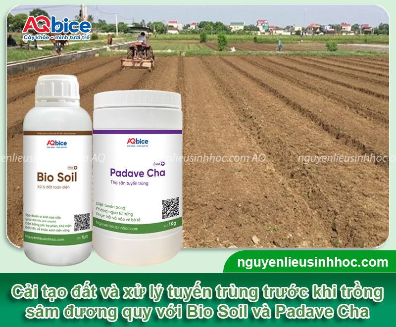 Cách trồng sâm đương quy và chăm sóc năng suất cao