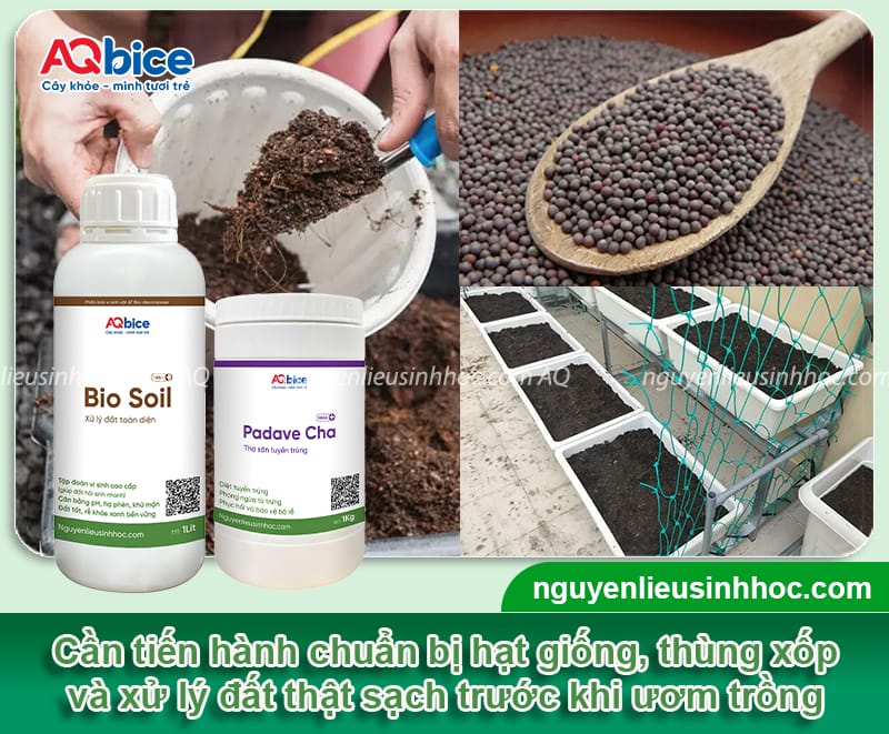 Cách trồng cải thảo trong thùng xốp: Lá cuộn đẹp, hái nhanh 3 Cách trồng cải thảo trong thùng xốp cây khỏe, lá cuộn đẹp
