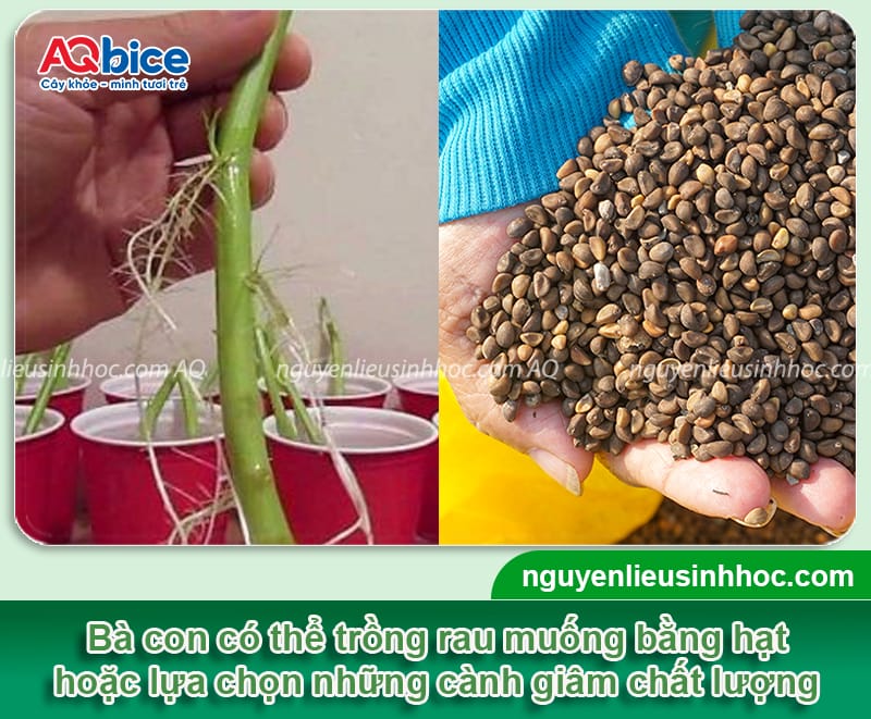 Hướng dẫn cách trồng rau muống nước bằng hạt và dưới nước 3 Hướng dẫn cách trồng rau muống nước bằng hạt và dưới nước