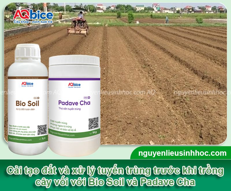 Cách trồng cây vối tại nhà, cây khỏe, lá ra xanh mướt 2 Hướng dẫn cách trồng cây vối và chăm bón cây xanh tốt