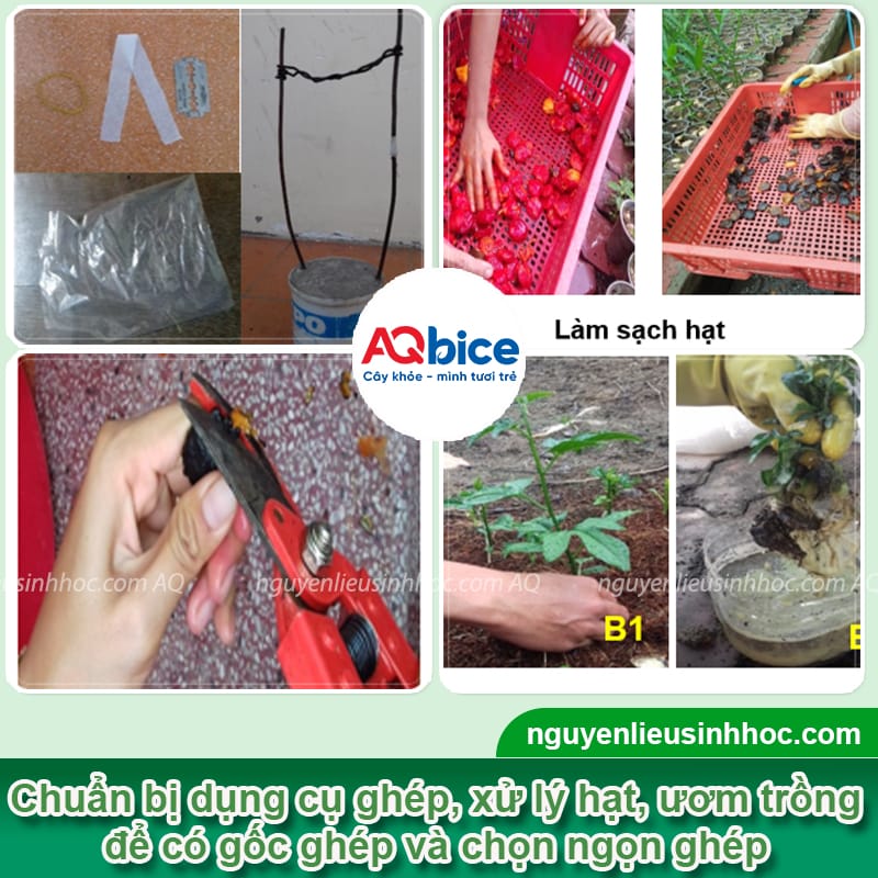 Hướng dẫn cách ghép cây gấc tỷ lệ sống cao, mau ra chồi mới