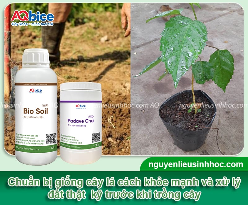 Cách trồng cây lá cách thu hoạch lá sạch, thơm ngon mỗi ngày