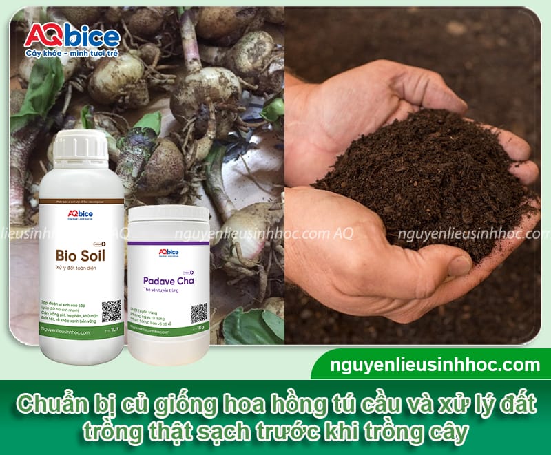 Cách trồng hoa hồng tú cầu nở đúng Tết, hoa đẹp bền màu