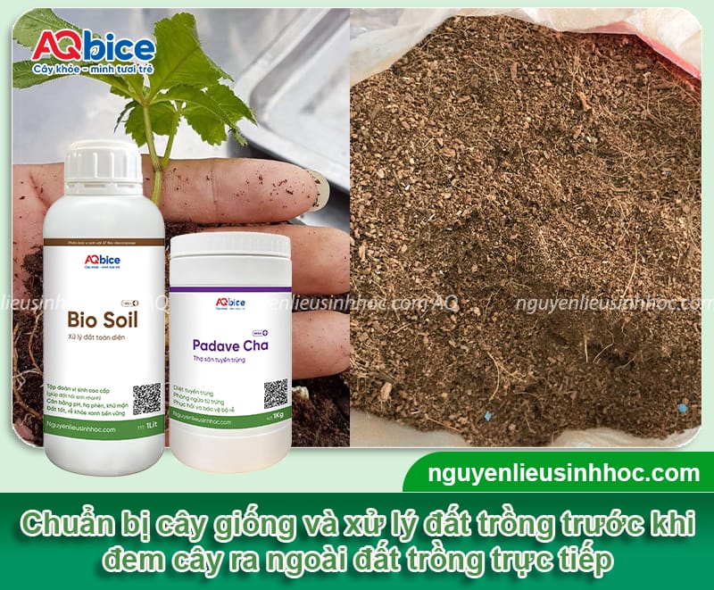 Hướng dẫn cách trồng sâm Ngọc Linh phát triển tốt, cho củ to