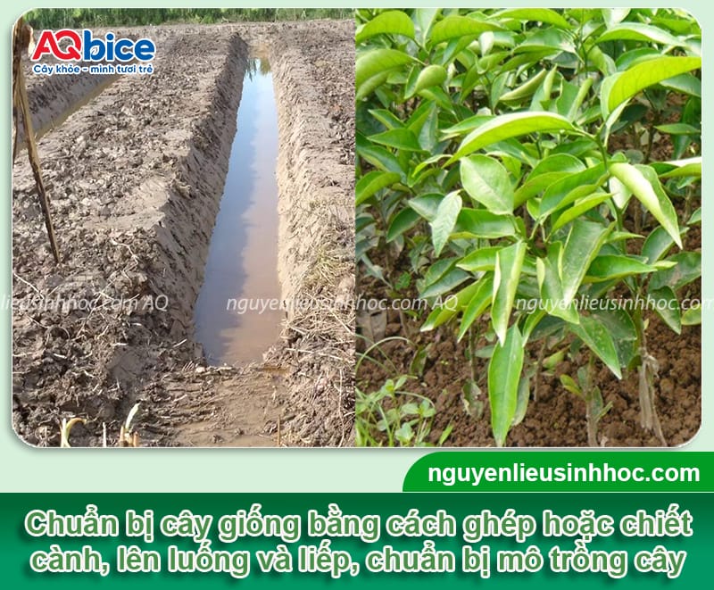 Kỹ thuật trồng quýt hồng khỏe mạnh, quả đẹp và ít sâu bệnh