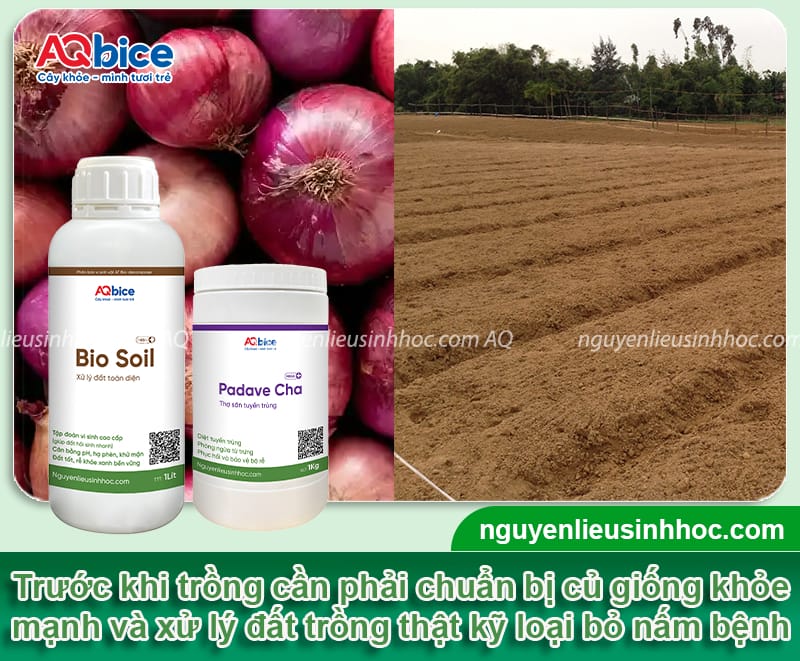 Cách trồng củ hành tím đơn giản củ ra to, nhanh thu hoạch 3 Cách trồng củ hành tím đơn giản giúp củ to, mùi vị đạt chuẩn
