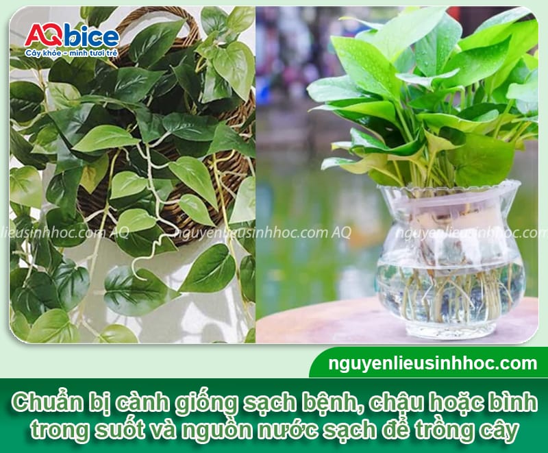 Cách trồng vạn niên thanh bằng nước lá xanh bóng, rễ khỏe 4 Cách trồng vạn niên thanh bằng nước lá xanh bóng, rễ khỏe