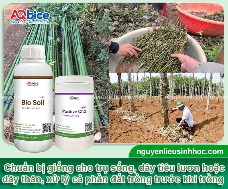 Hướng dẫn kỹ thuật trồng tiêu trên trụ sống cho nhà vườn 3 Hướng dẫn kỹ thuật trồng tiêu trên trụ sống cho nhà vườn