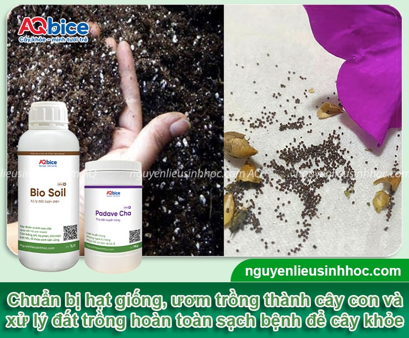 Cách trồng hoa dạ yến thảo chơi Tết đẹp, bền màu, lâu tàn 3 Cách trồng hoa dạ yến thảo chơi Tết cho hoa lâu tàn, bền màu