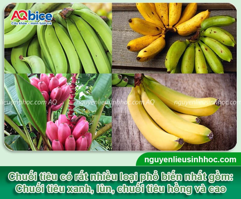Kỹ thuật trồng chuối tiêu xanh tốt, buồng đẹp, trái lớn đều