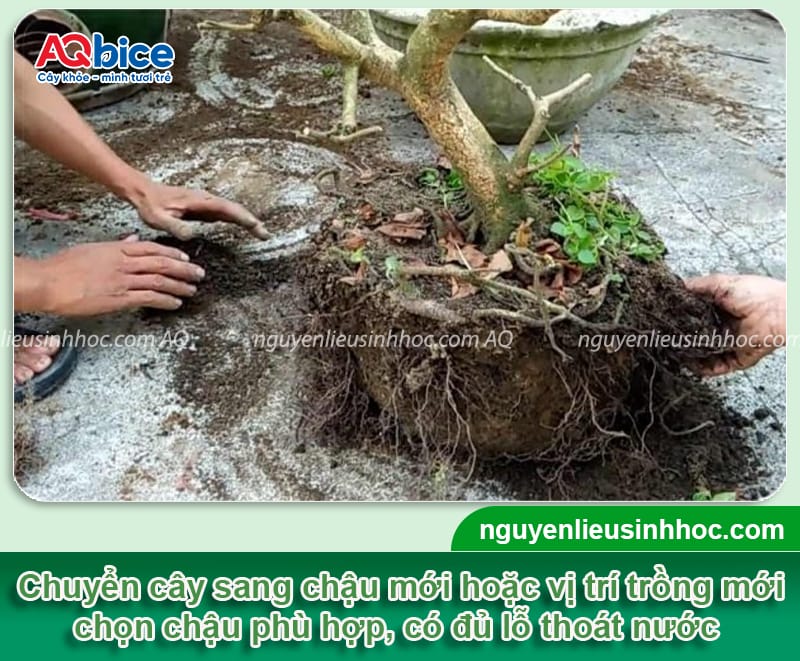 Các cách cứu cây bị chết khô mau phục hồi, xanh tốt trở lại 3 Các cách cứu cây bị chết khô mau phục hồi, xanh tốt trở lại