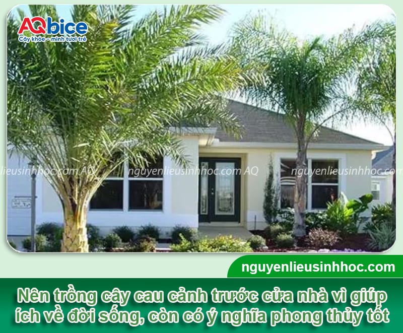Có nên trồng cây cau cảnh trước cửa nhà? Cần lưu ý điều gì?