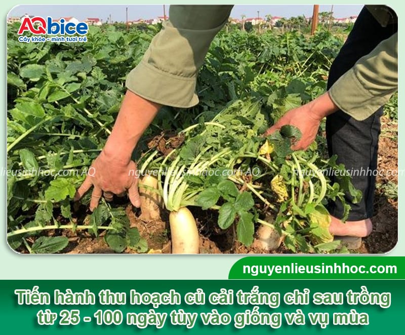 Củ cải trắng trồng bao lâu thu hoạch: Mẹo giúp thu hoạch sớm 3 Củ cải trắng trồng bao lâu thu hoạch và dấu hiệu nhận biết