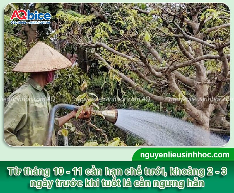 Hướng dẫn cách chăm sóc mai trước Tết, hoa nở bung đẹp 4 Hướng dẫn cách chăm sóc mai trước Tết, ra hoa đúng thời vụ