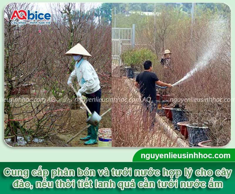 Cách chăm đào ra hoa đúng Tết: Hoa nở đẹp rực rỡ, lâu tàn 2 Cách chăm đào ra hoa đúng Tết: Hoa nở đẹp, nở chuẩn ngày