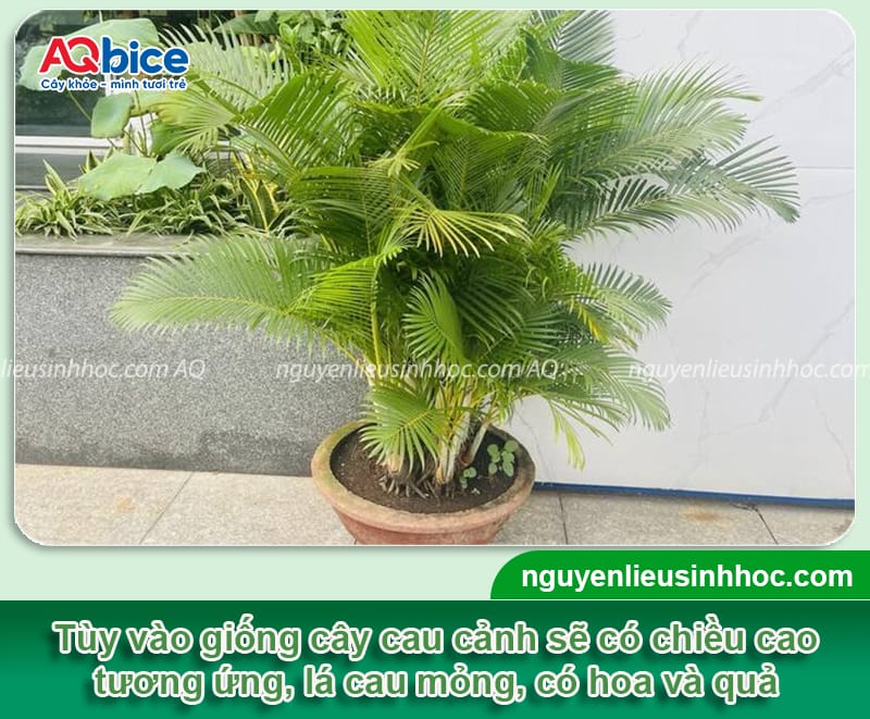 Hướng dẫn trồng cây cau cảnh trước nhà và chăm sóc hiệu quả