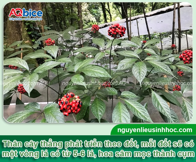 Hướng dẫn cách trồng sâm Ngọc Linh phát triển tốt, cho củ to