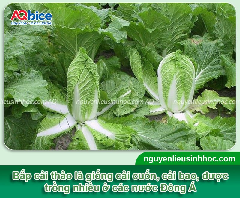 Cách trồng cải thảo trong thùng xốp: Lá cuộn đẹp, hái nhanh 2 Cách trồng cải thảo trong thùng xốp cây khỏe, lá cuộn đẹp