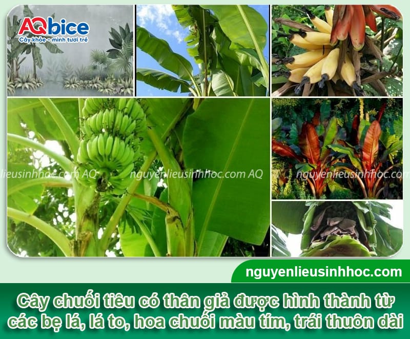 Kỹ thuật trồng chuối tiêu xanh tốt, buồng đẹp, trái lớn đều