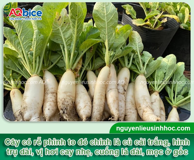 Thời vụ trồng củ cải trắng ở miền Bắc cho năng suất cao 2 Thời vụ trồng củ cải trắng ở miền Bắc cho năng suất cao