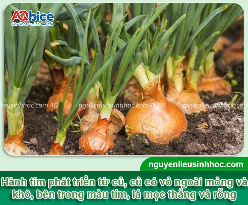 Cách trồng củ hành tím đơn giản củ ra to, nhanh thu hoạch 2 Cách trồng củ hành tím đơn giản giúp củ to, mùi vị đạt chuẩn