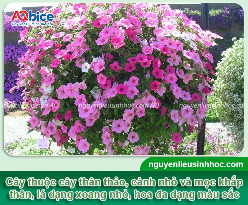 Cách trồng hoa dạ yến thảo chơi Tết đẹp, bền màu, lâu tàn 2 Cách trồng hoa dạ yến thảo chơi Tết cho hoa lâu tàn, bền màu