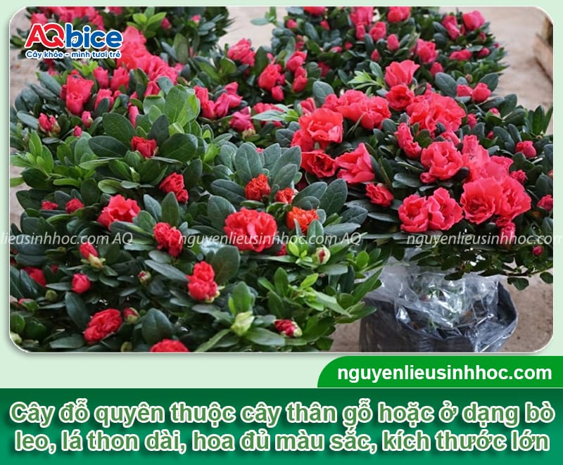 Cách chăm sóc cây đỗ quyên khỏe mạnh, hoa nở lâu tàn 2 Cách chăm sóc cây đỗ quyên khỏe mạnh, hoa nở rực rỡ lâu tàn