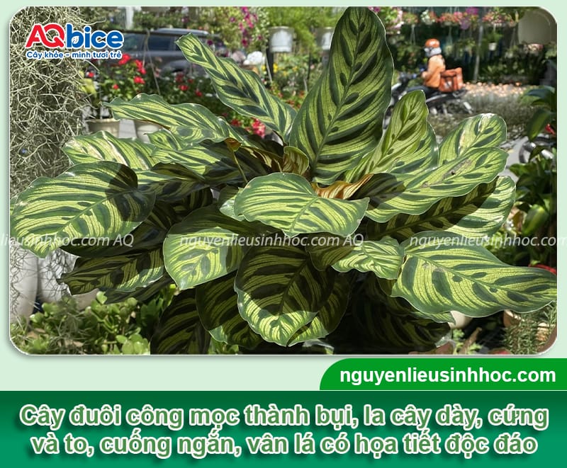 Hướng dẫn cách trồng cây đuôi công đơn giản tại nhà 2 Hướng dẫn cách trồng cây đuôi công đơn giản tại nhà