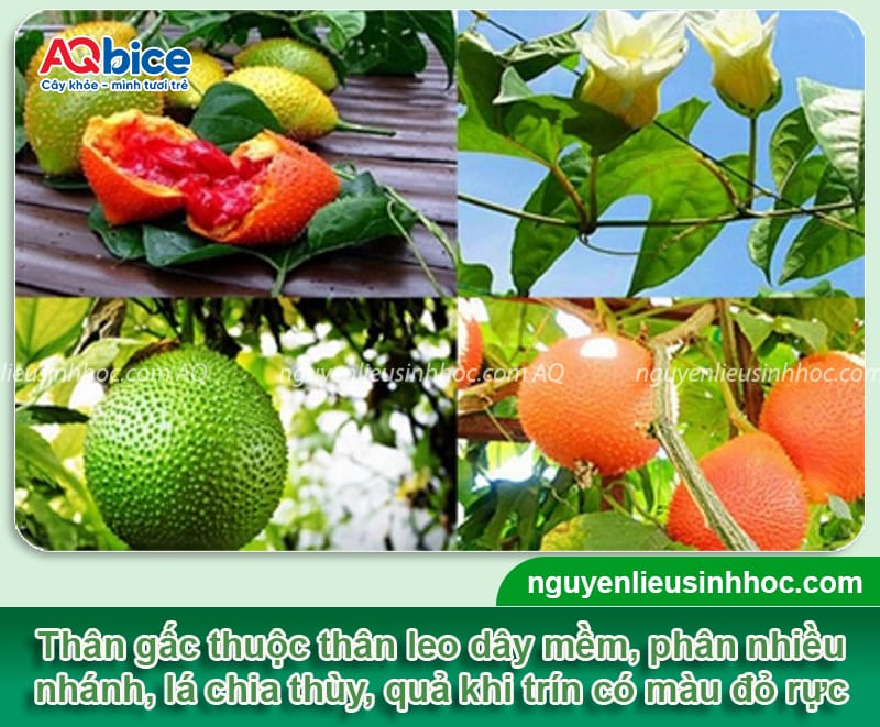 Hướng dẫn cách ghép cây gấc tỷ lệ sống cao, mau ra chồi mới