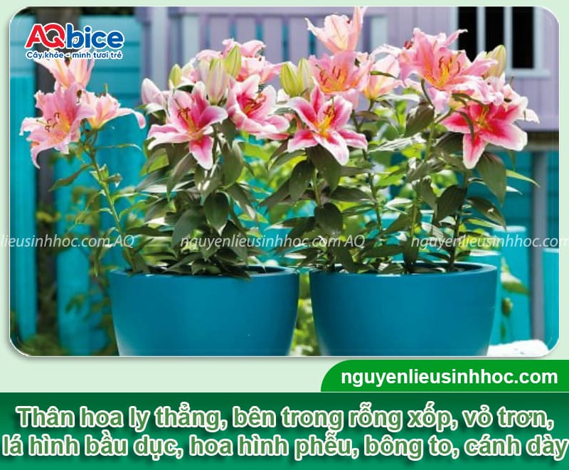 Cách kích hoa ly nhanh nở đồng loạt, đúng dịp Tết Nguyên Đán