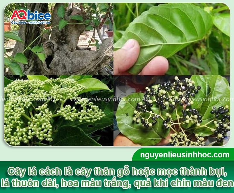 Cách trồng cây lá cách thu hoạch lá sạch, thơm ngon mỗi ngày